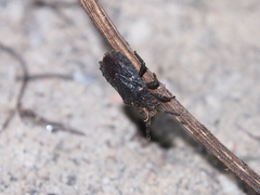 Eumenotes pacao