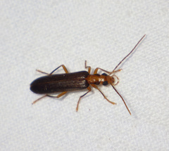 Nacerdes carniolica