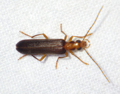 Nacerdes carniolica