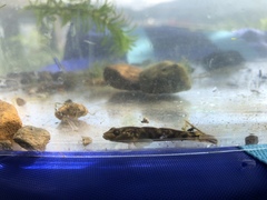 Rhinogobius kurodai