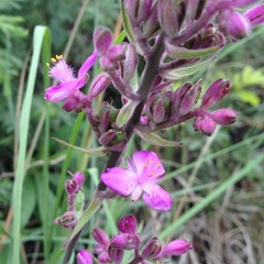 Thyrsanthemum floribundum