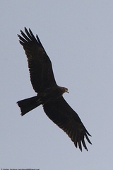 Milvus migrans