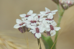 Homalocarpus dichotomus