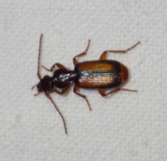 Polistichus connexus