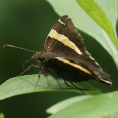 Thorybes pseudocellus