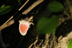 Anolis immaculogularis
