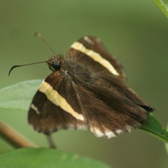 Thorybes pseudocellus