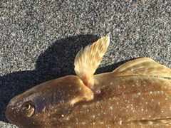 Platycephalus caeruleopunctatus