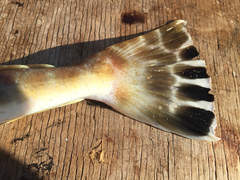 Platycephalus caeruleopunctatus