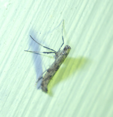 Caloptilia populetorum