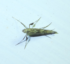 Caloptilia populetorum