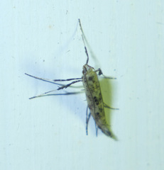 Caloptilia populetorum