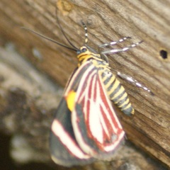 Eutrepsia haemataria