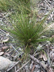 Schoenus ericetorum
