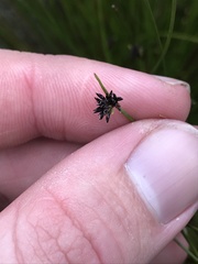 Schoenus ericetorum