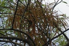 Phoradendron carneum