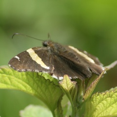 Thorybes pseudocellus