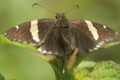 Thorybes pseudocellus