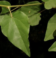 Wissadula parvifolia