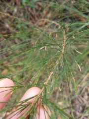 Cylindrococcus spiniferus