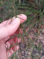 Cylindrococcus spiniferus