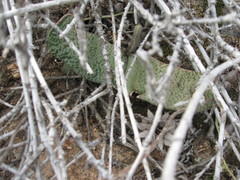 Gasteria brachyphylla