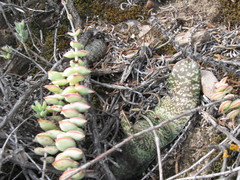 Gasteria brachyphylla