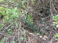 Gasteria brachyphylla
