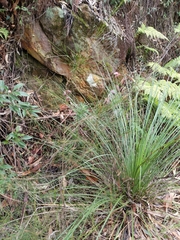 Cylindrococcus spiniferus