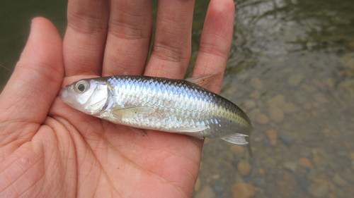 White shiner (Luxilus albeolus) — Cyprinidae — 3