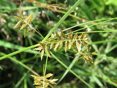 Cyperus spectabilis