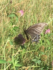 Papilio polyxenes