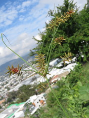Cyperus spectabilis