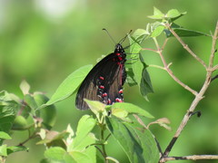 Mimoides thymbraeus aconophos