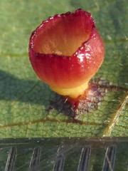 Caryomyia flaticrustum