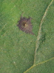 Caryomyia flaticrustum