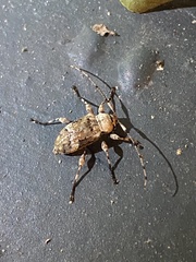 Leptostylus transversus