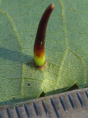 Caryomyia subulata