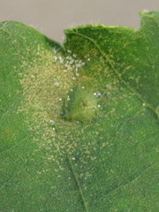 Caryomyia subulata