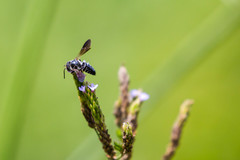 Coelioxys dolichos