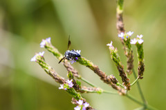 Coelioxys dolichos