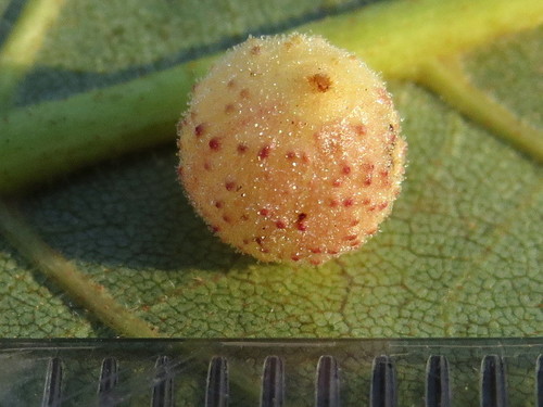 Caryomyia tuberidolium