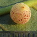 Caryomyia tuberidolium - Photo 由 Theo Rickert 所上傳的 (c) Theo Rickert，保留部份權利CC BY