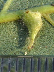 Caryomyia inclinata