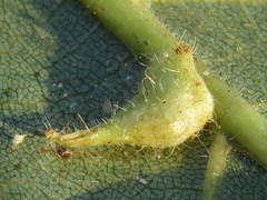 Caryomyia inclinata