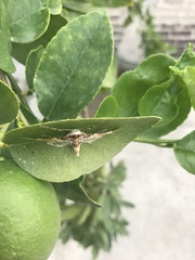 Azochis rufidiscalis