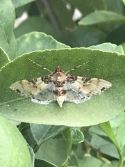 Azochis rufidiscalis