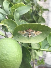 Azochis rufidiscalis