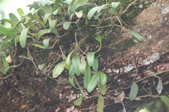 Bulbophyllum vaginatum