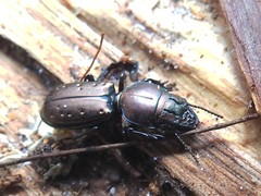 Laccopterum deauratum